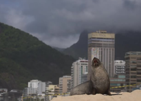 CNN Brasil