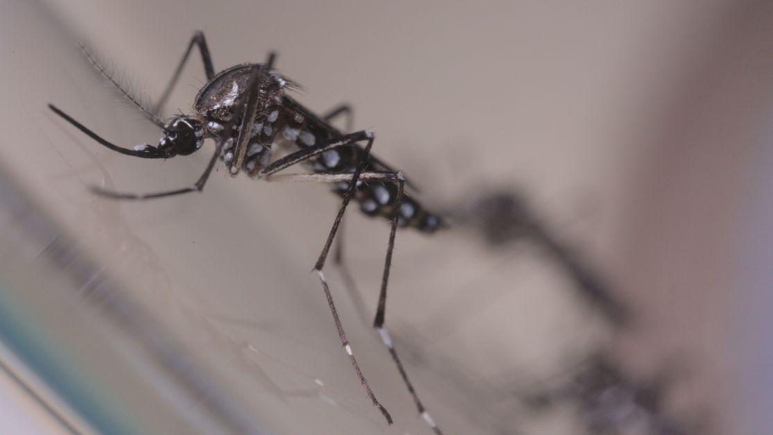 Sequestro de gene após infecção por Zika causa microcefalia, diz estudo